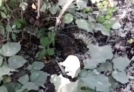 सड़क किनारे मृत अवस्था में मिला अजगर, जनता का लगा जमावड़ा