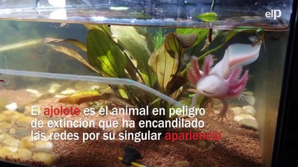 El animal en peligro de extinción que ha encandilado las redes por su singular apariencia