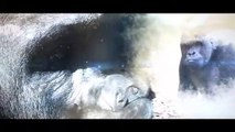 PHOTOYAGE - La terre des gorilles au Zoo Safari de Thoiry