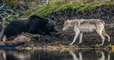 États-Unis : un photographe a immortalisé la rencontre entre un grizzli et un loup