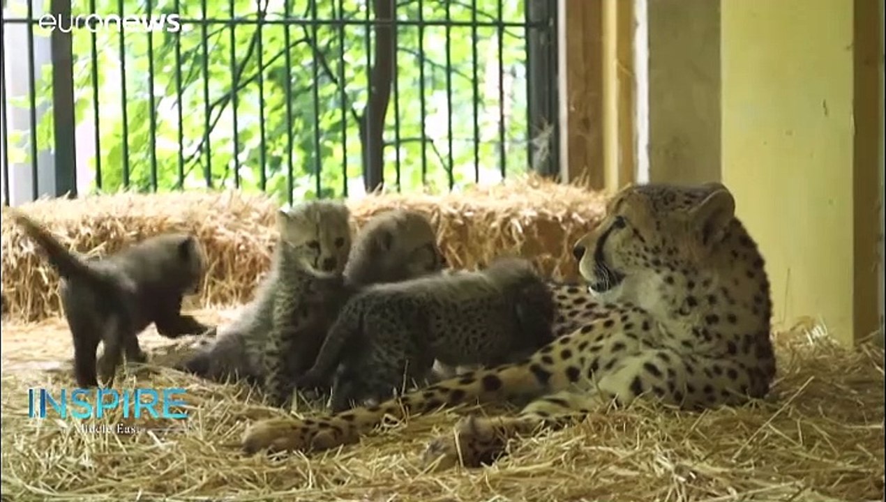 Exotic, endangered & trafficked animals in the Middle East receive UAE care