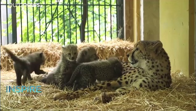 Exotic, endangered & trafficked animals in the Middle East receive UAE care