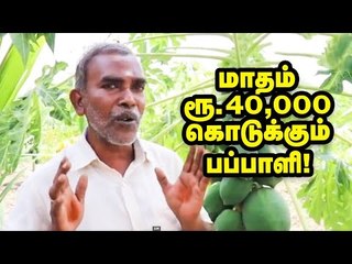 மாதம் ரூ. 40,000... பலே வருமானம் கொடுக்கும் பப்பாளி! Pappaya Cultivation Tips