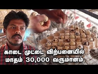 மாதம் 30,000 வருமானம் தரும் காடை முட்டை விற்பனை!