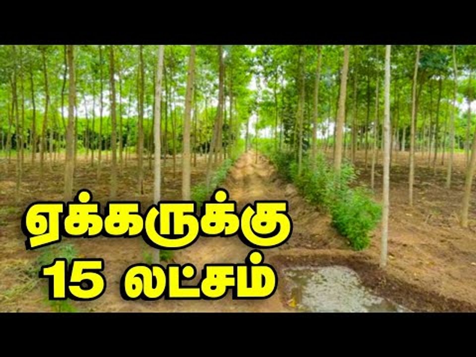 குமிழ் மரச்சாகுபடியில் ஏக்கருக்கு 15 லட்சம் வருமானம்