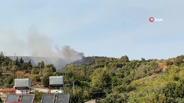 Yangında zeytin ağaçları kül oldu