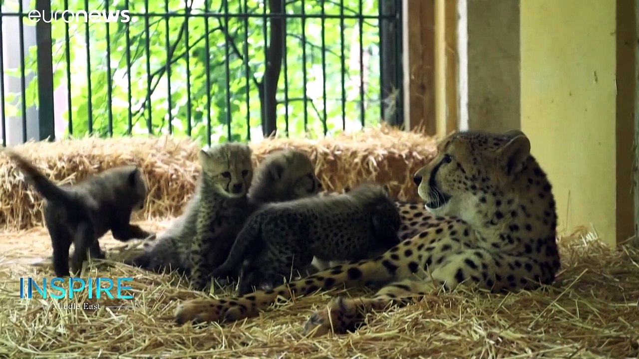 Exotic, endangered & trafficked animals in the Middle East receive UAE care