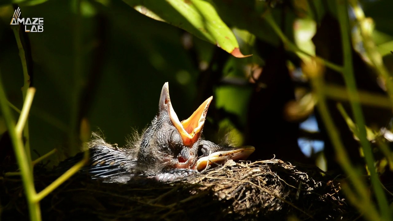 Birds Could Starve Trying to Keep Up with Climate Change