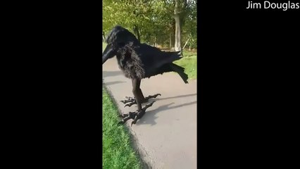 Life-Sized Crow Costume