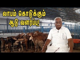 அற்புதமான லாபம் தரும் ஆடு வளர்ப்பு!