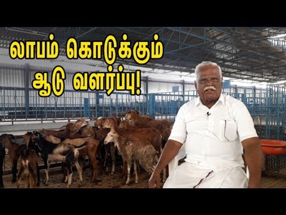 அற்புதமான லாபம் தரும் ஆடு வளர்ப்பு!