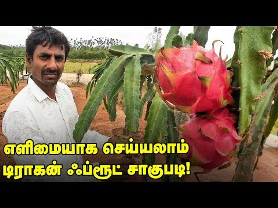 கிலோ 200 ரூபாய்... டிராகன் ஃப்ரூட்டின் சாகுபடி முறை இதுதான்!
