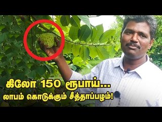 கிலோ 150 ரூபாய்...வறட்சியிலும் நிச்சய லாபம் கொடுக்கும் 'அர்கா சகான்' சீத்தாப்பழம்!