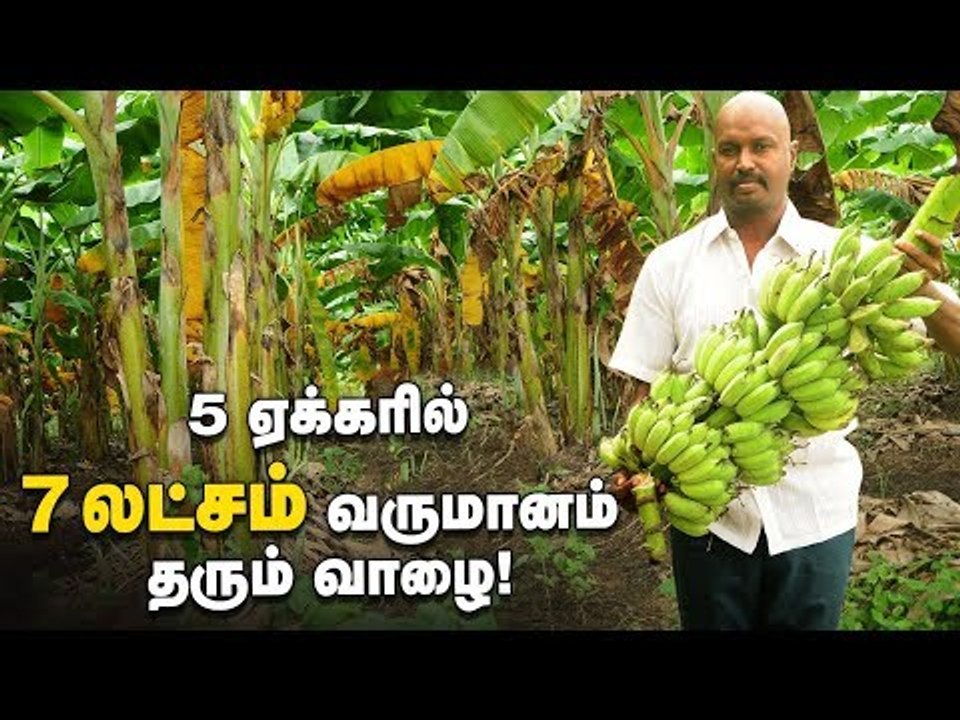 5 ஏக்கரில் 7 லட்சம் வருமானம் தரும் வாழை!  #Vaazhai #PasumaiVikatan