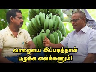 இயற்கையில் வாழை சாகுபடி... வருமானம் பெறுவது எப்படி?