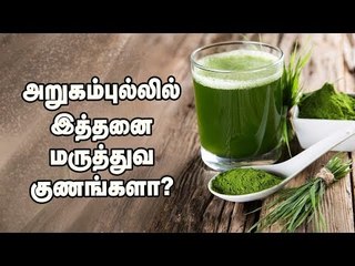 "அறுகம்புல்லை தெரியாம வாங்கினா ஆபத்து" - சித்த மருத்துவர் மைக்கேல் செயராசு!