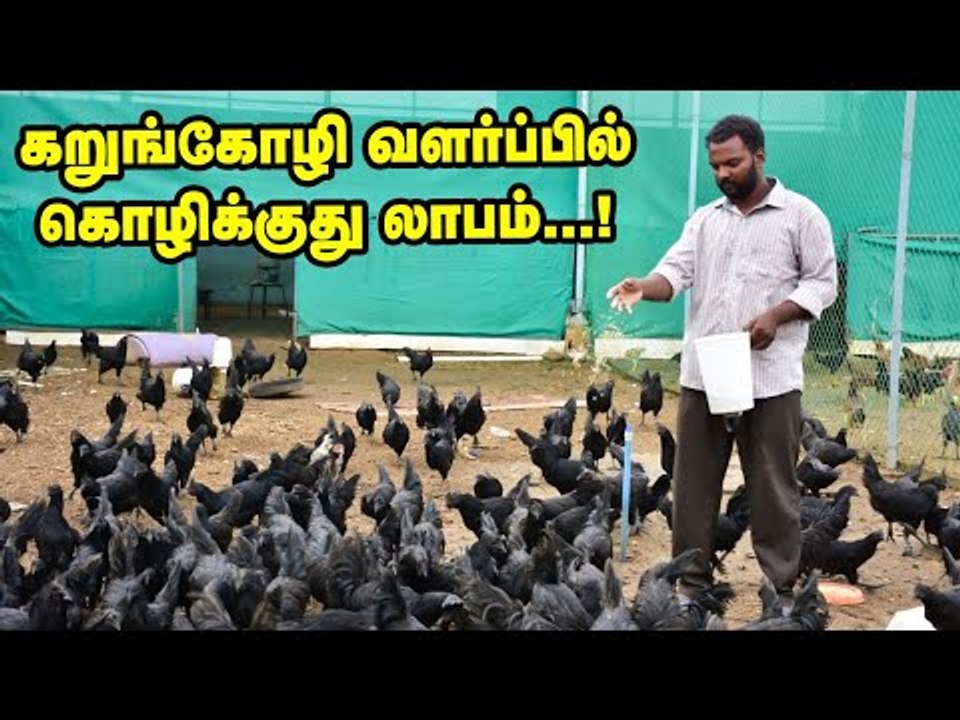 'மாதம் 1 லட்சம் ரூபாய் வருமானம்...' நேரடி விற்பனையில் நாட்டுக்கோழி வளர்ப்பு!