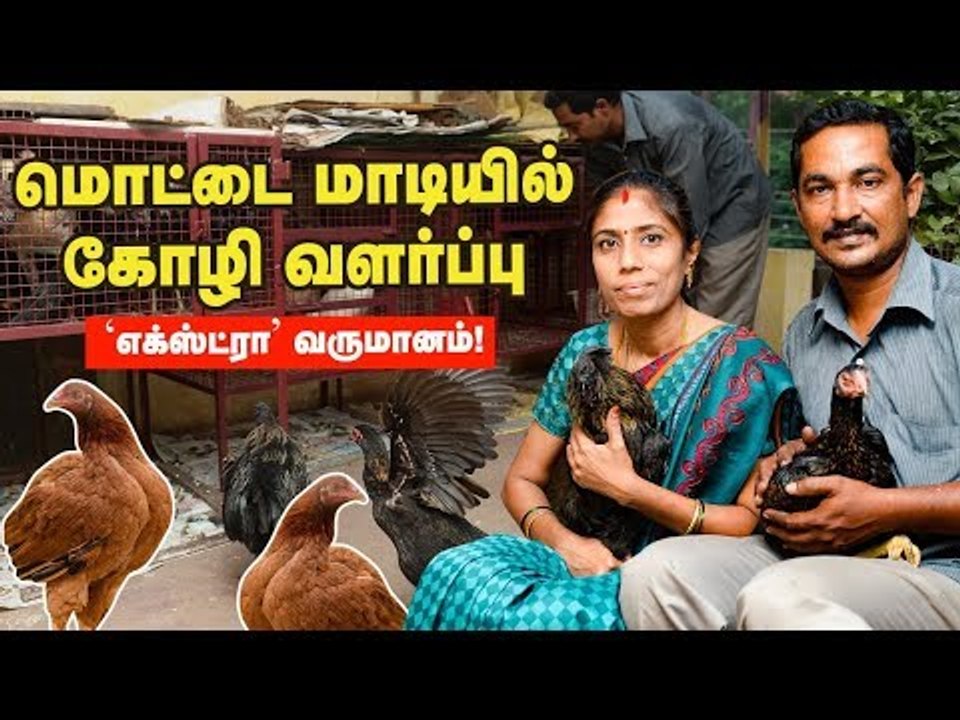 மொட்டை மாடி கோழி வளர்ப்பில் 'எக்ஸ்ட்ரா' வருமானம்