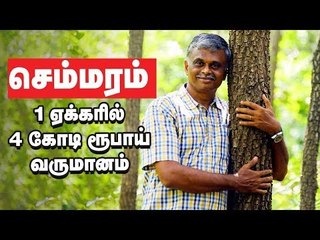 1 ஏக்கரில் 4 கோடி வருமானம் தரும் செம்மரம் சாகுபடி! | Red Sandal