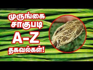 'முருங்கை...' நடவு முதல் அறுவடை வரை! வயல்வெளிப் பள்ளி - 2 | Moringa Cultivation
