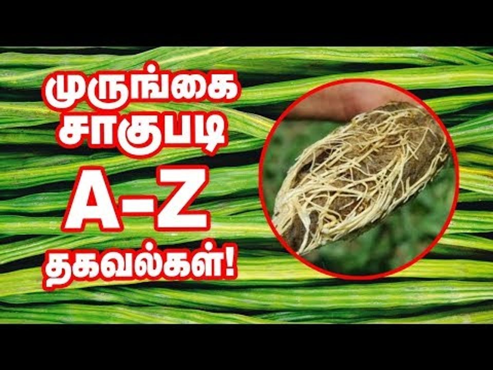 'முருங்கை...' நடவு முதல் அறுவடை வரை! வயல்வெளிப் பள்ளி - 2 | Moringa Cultivation