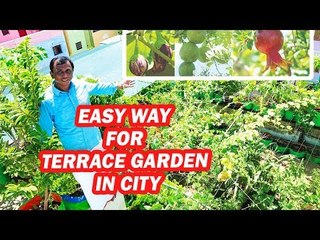 'காய்கறிகள், பழங்கள், மூலிகைகள்' - கார் நிறுவன ஊழியரின் மாடித்தோட்ட டிப்ஸ்