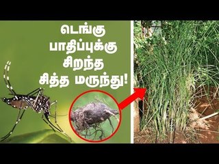 'டெங்கு பாதிப்புக்கு வீட்டுப் பக்கத்துலயே மருந்து' - சித்த மருத்துவர்! | PasumaiVikatan