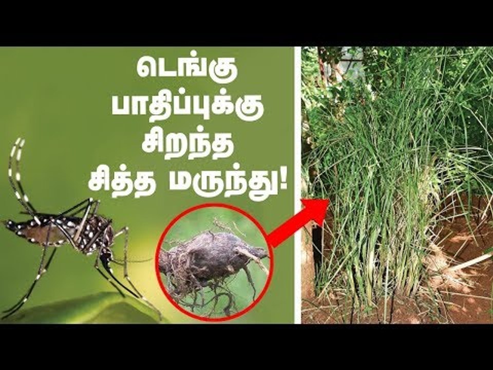 'டெங்கு பாதிப்புக்கு வீட்டுப் பக்கத்துலயே மருந்து' - சித்த மருத்துவர்! | PasumaiVikatan