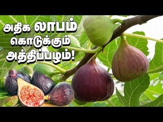 வருடத்தில் 6 மாதம் வருமானம் தரும் அத்திப்பழம் சாகுபடி... ! #FigFruit #Athipalam  #PasumaiVikatan
