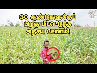 30 ஆண்டுகளுக்குப் பிறகு மீட்டெடுக்கப்பட்ட தமிழர்களின் பாரம்பர்ய சோளம்!
