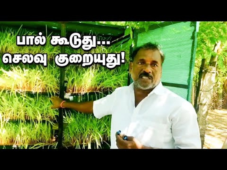 மாட்டுப்பாலை அதிகரிக்கும் ஹைட்ரோ போனிக்ஸ் தீவனம் வளர்ப்பு - Hydroponics fodder Cultivation