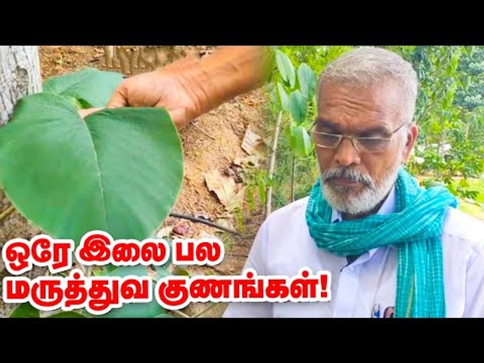 உடலில் ஏற்படும் கட்டிகளுக்கு பலன் தரும் சமுத்திரப்பாலை மூலிகை!