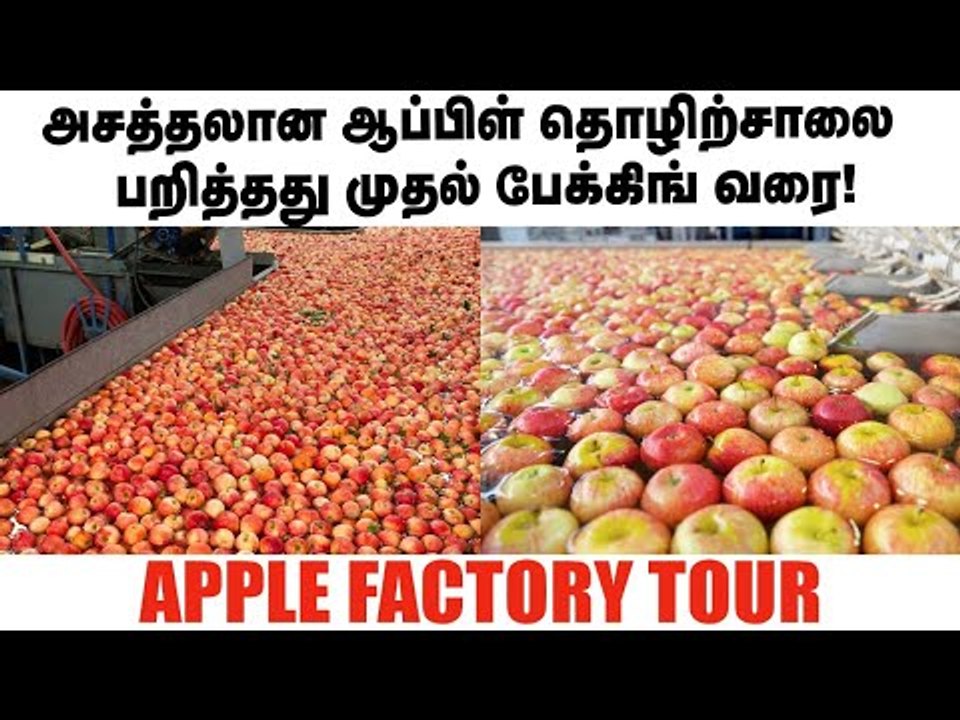 அசத்தலான சிம்லா ஆப்பிள் தொழிற்சாலை... பறித்தது முதல் பேக்கிங் வரை