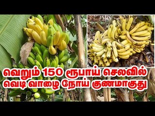 கொடிய நோய்க்கு வெறும் 150 ரூபாய் செலவில் மருந்து... அசத்தும் தேனி மருத்துவர்! #Banana