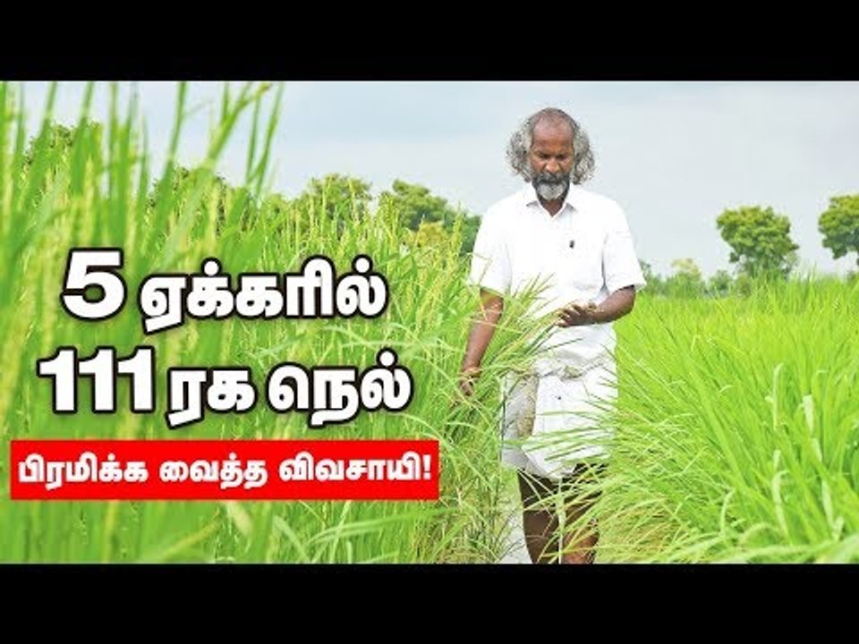 5 ஏக்கரில் 111 ரக நெற்பயிர்களை சாகுபடி செய்யும் விவசாயி!