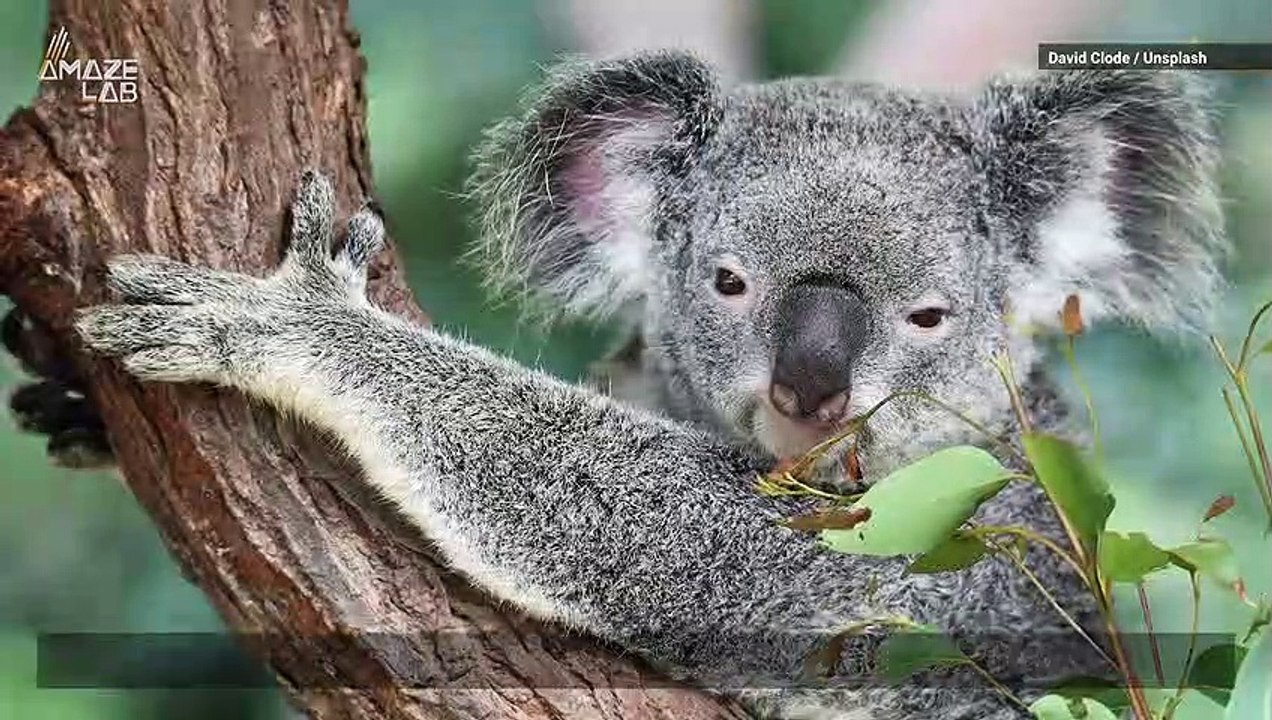 Koala Fingerprints Are Almost Identical to Human Ones