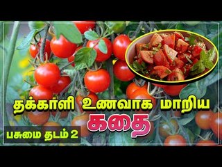 தக்காளி உணவாக மாறியது இப்படித்தான் | Story of Tomato | பசுமை தடம் | Pasumai Thadam Series