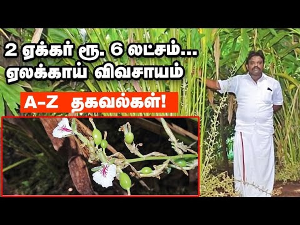 குறைந்த முதலீடு... ஏலக்காய் விவசாயத்தில் அதிக வருமானம் எடுக்கலாம்! - Cardamom Farming