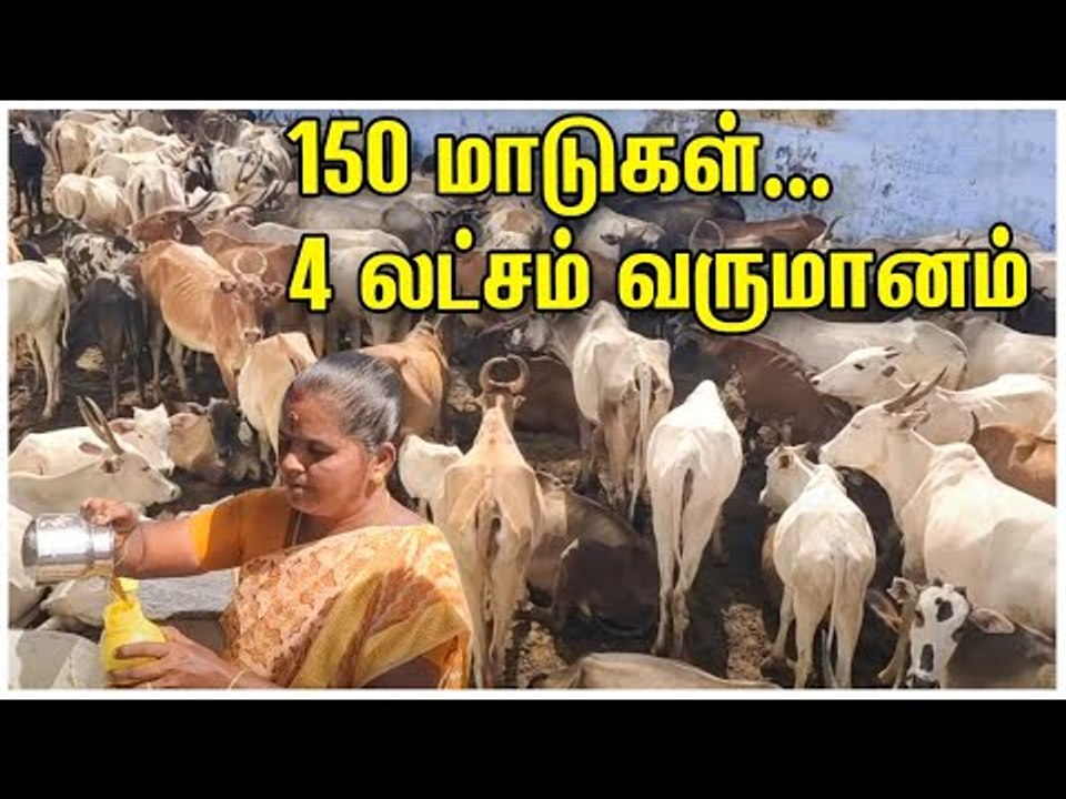 மாட்டுச் சிறுநீரில் மகத்தான வருமானம் பார்க்கும் குடும்பம்!