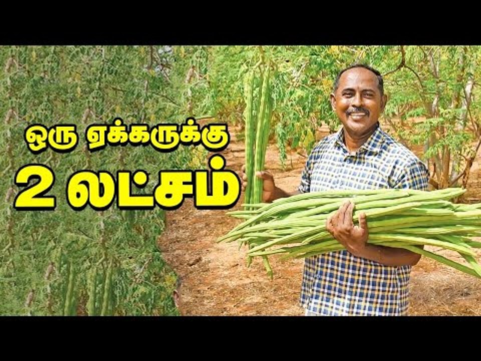 20 வருடங்கள் வருமானம் தரும் புதிய முருங்கை!