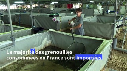 Les "Froggies" sautent sur les grenouilles françaises, encore trop rares