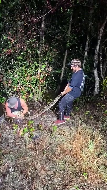 Ces chasseurs de serpents trouvent un énorme python