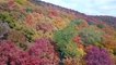 Magnifiques couleurs de l'automne dans cette forêt anglaise