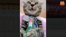 Trate de no reírse - Videos divertidos de gatos y perros - VIDEOS CHISTOSOS DE GATOS  Y PERROS