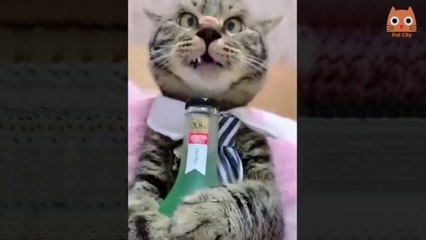 Trate de no reírse - Videos divertidos de gatos y perros - VIDEOS CHISTOSOS DE GATOS  Y PERROS