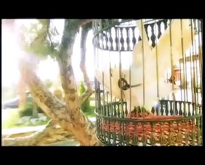 Еми Стамболова - Птица бяла