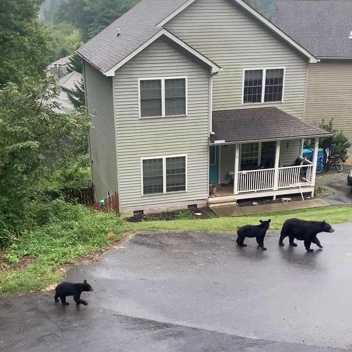 Bear Family Strolls Through North Carolina Neighborhood