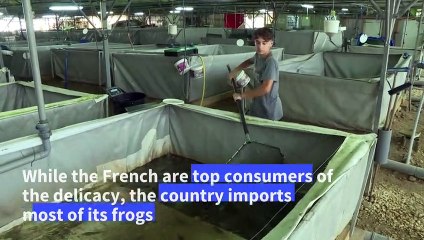 Frog breeder jumping at chance to provide France's top eateries