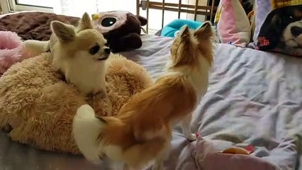 Ils aiment jouer sur le lit