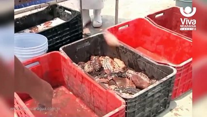 Sector acuícola pesquero de Nicaragua crea impacto en las exportaciones